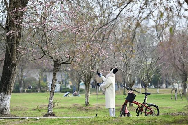 赏花何必等春！这个冬天，成都花儿都开men了→