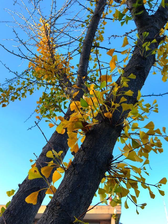 初冬氛围感天花板已找到，枫景这边独好！