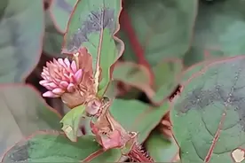 网上盛传的“痔疮草”，花开像绣球，民间俗称“红绣球”，很珍贵图片