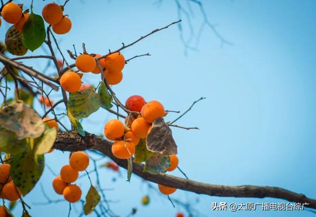 央视晚会为何选中山西这里？这座低调小城藏不住了