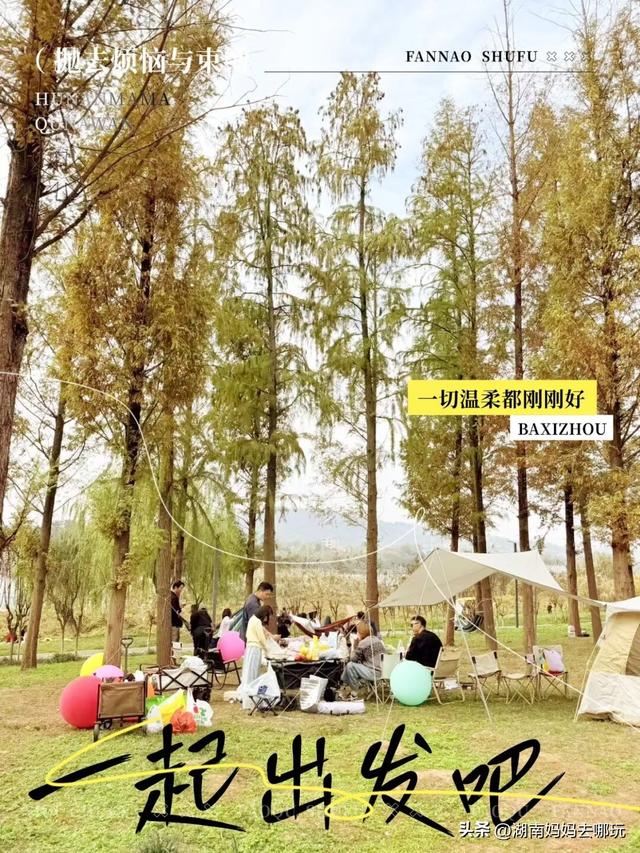 冬日遛娃就去长沙“济州岛”！水杉染红，芦苇摇浪，0元解锁 “橘子海” 日落