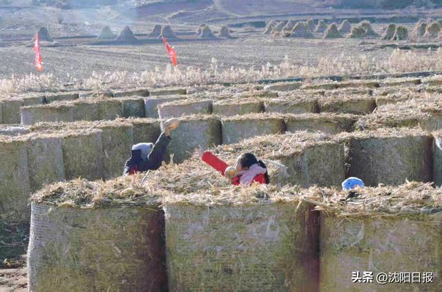 沈阳魏家沟“草滚迷宫”火了！日均千人打卡，玩累再吃铁锅炖大鹅