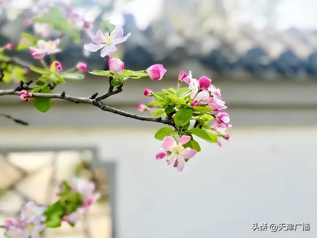 最新 | 天津水上公园公告！