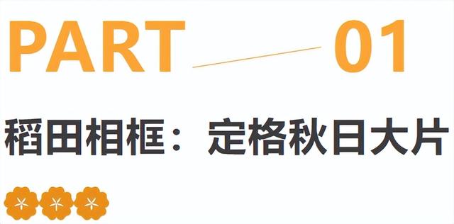 美出新天际！闯入醉东风的稻田艺术世界！