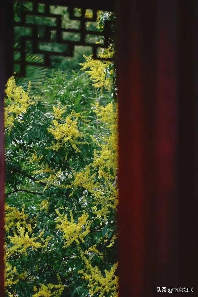 初秋→深秋，紫金山赏秋清单