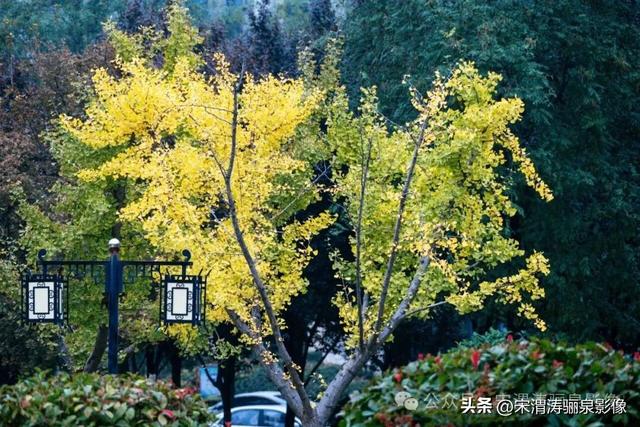 陕西渭南：人和公园亭台楼阁 秋色宜人 风光无限好