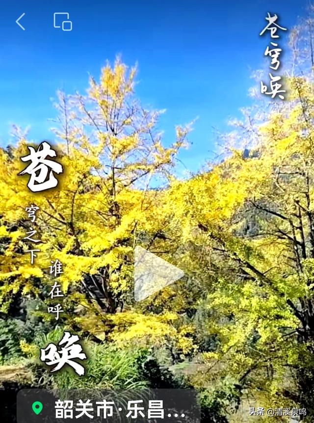 九峰大廊古银杏：岁月的金黄絮语