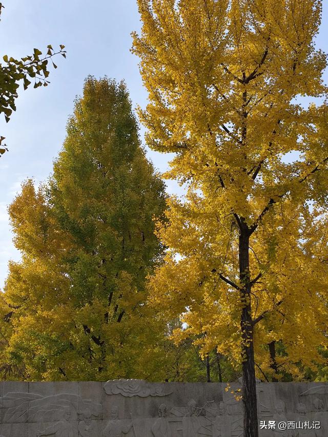 五线小城里的银杏大道，美翻全网的深秋景色原来在这里