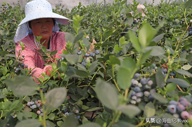 外界疯传，日照这个国际小镇概念规划能否实施？