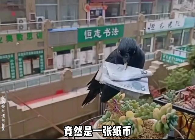 八哥不停的给一个男孩送钱，我知道八哥的钱从哪儿搞来的了！