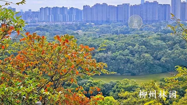 柳州市雀儿山“红”了！