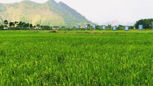 品生态米,赏农旅景 上林县举办“霞客眷恋地・庆丰年”活动