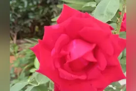 女人有这4个表现，说明她不止你一个男人图片