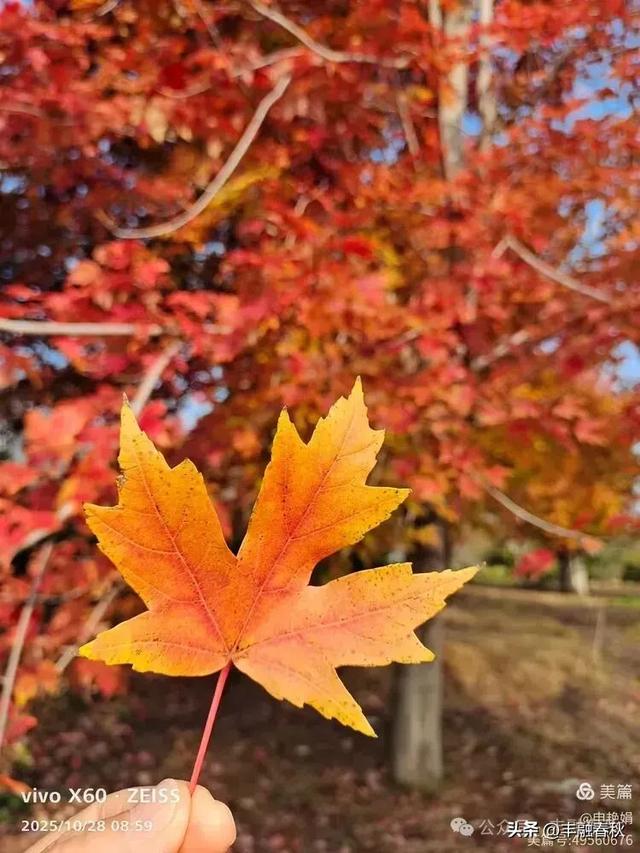 丹枫映秋，枫彩满楼｜申艳娟