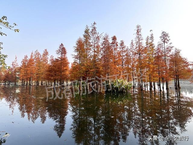 成都最美水杉红了，染红了湖面，不要门票，地铁公交直达！