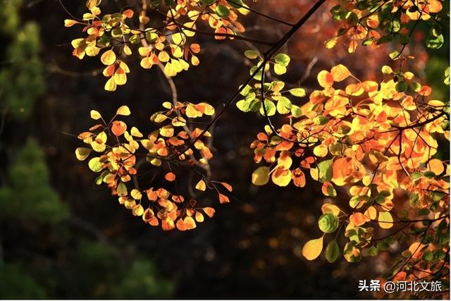 别错过！石家庄市城区赏秋最全指南，来啦→