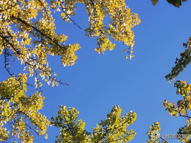 美爆！美爆！超全攻略！超出片！🤳昆明银杏黄金倒计时，抓紧时间冲~