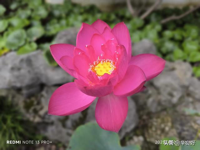 花艳叶新 “荷”你相遇——古漪园观荷记