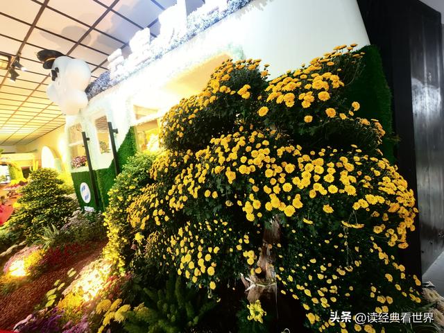 杭州植物园的菊花展——一场关于菊花的饕餮盛宴（二）