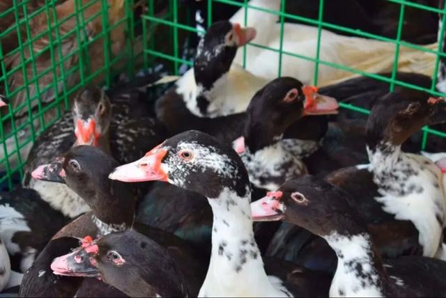 趁墟了喂！打卡从化鳌头墟，感受烟火里的人文慢时光