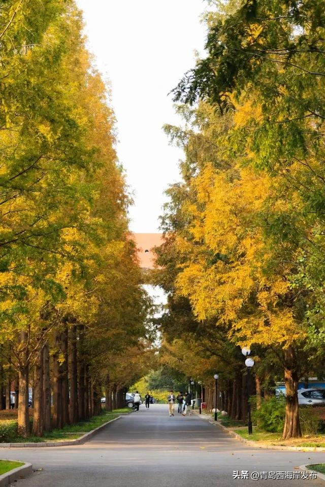 走不出这画了，我已被西海岸的秋景迷倒 🥹
