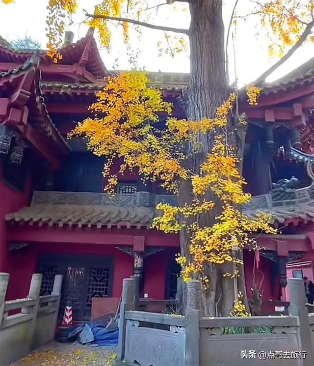 成都龙泉山有多少千年银杏，让人意外，居然有刘备亲手种的！