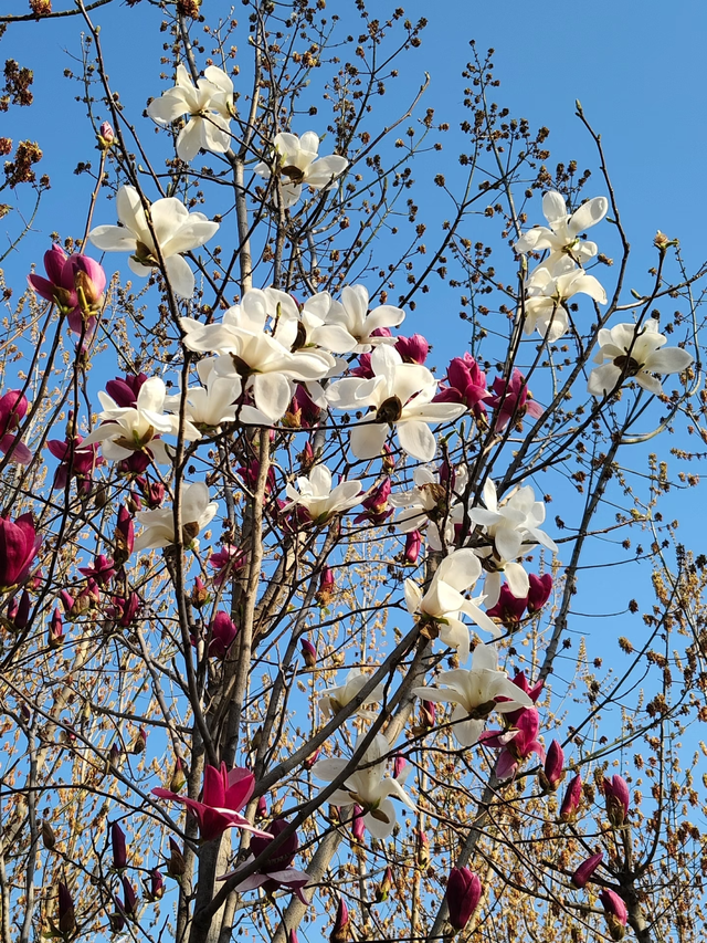 玉兰赏花地图来啦→转发保存！