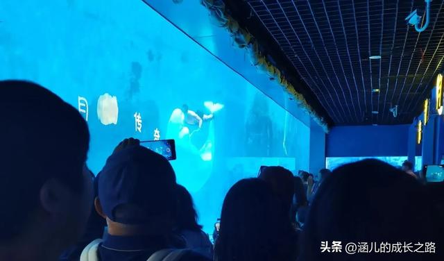 最新天津极地海洋馆一日游攻略——亲测实用!所有演出都可看完!
