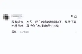 俄罗斯34斤胖猫被送入减肥中心，一周后试图逃跑，结果却令人捧腹图片