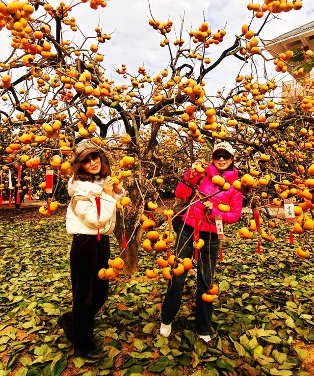 桂林：不入柿园，怎知秋色几许！