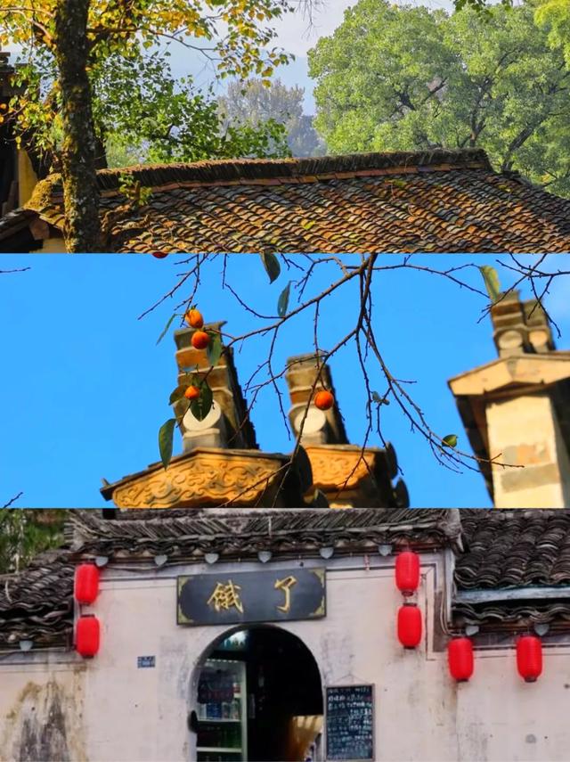 黟县秋日收获盛景开启