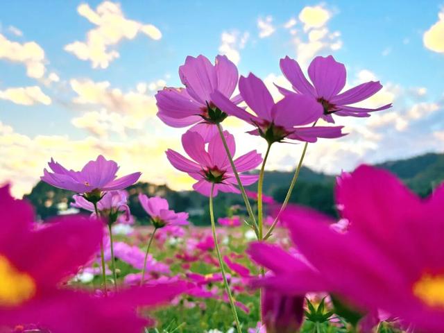 格桑花开！共赴一场反季的浪漫