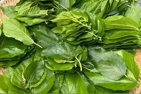 桑叶配洋葱煮水，就服老一辈的智慧，方法简单又实用，快试试图片