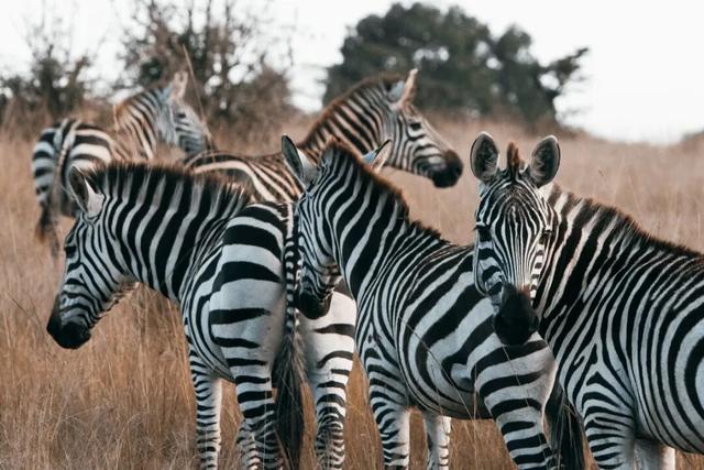 东非草原大堵车，真是中国游客扎堆“挤”出来的？