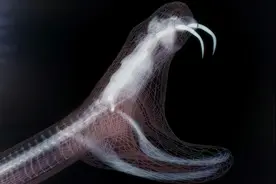 毒蛇出没之处，七步之内必有解药可信吗？有没有什么科学依据？图片