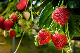 一撩就倒，最容易追到手的三个星座女图片