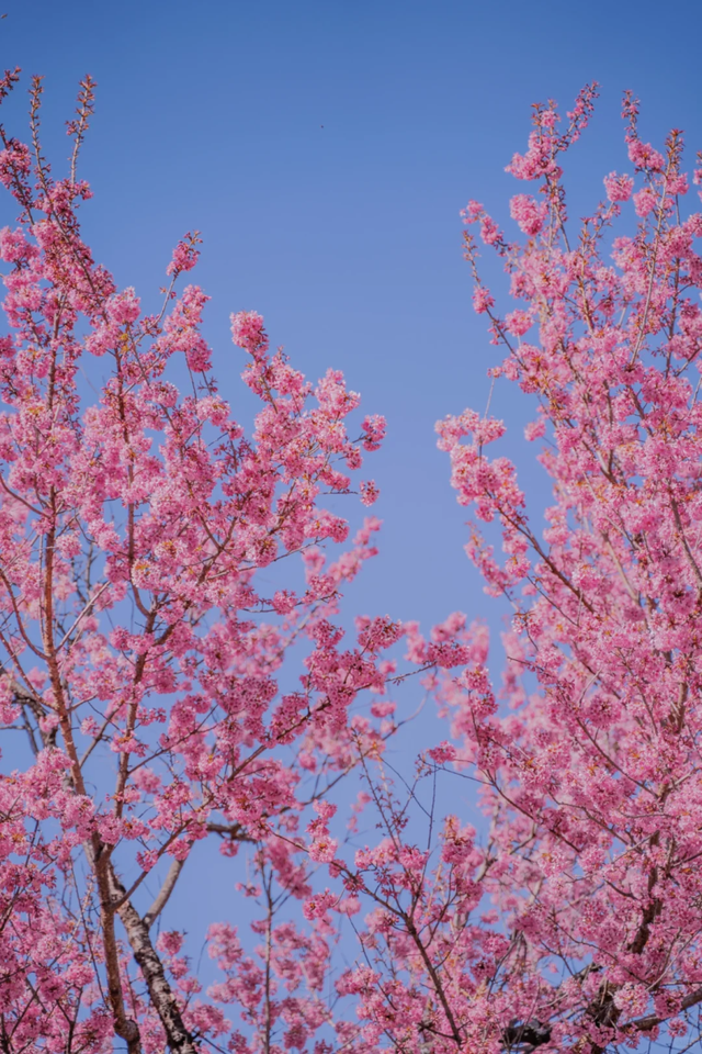 大寒至，春可期，昆明这些地方繁花似锦！