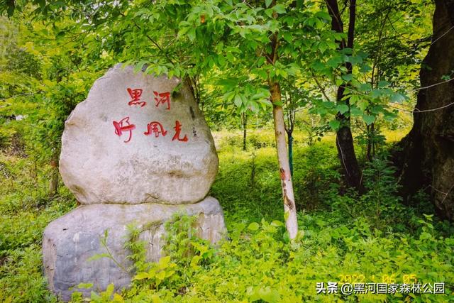 这个夏天,凉爽黑河等风也等你