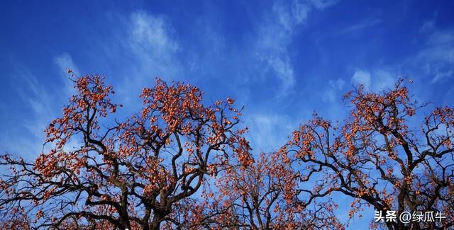 有人说，不就是个彬州烂怂柿子，有啥好拍！