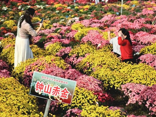 惊艳！三明这片花海已到最佳观赏期！错过又要再等一年