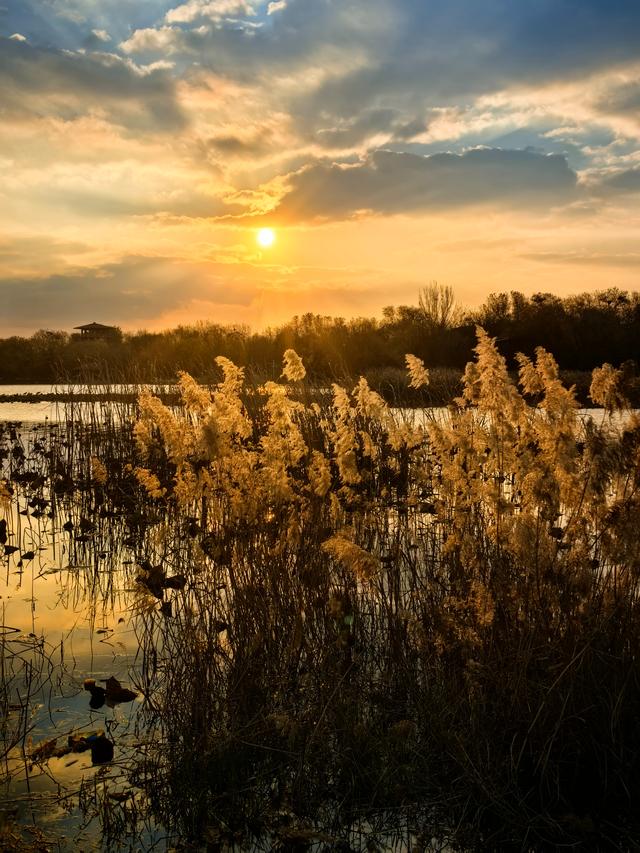 朝看芦苇夕望鸟：爱了！鸢都湖一天最美的两个时刻