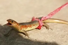 四脚蛇，儿时抓来当玩具，学名中华石龙子，如今很少见了图片