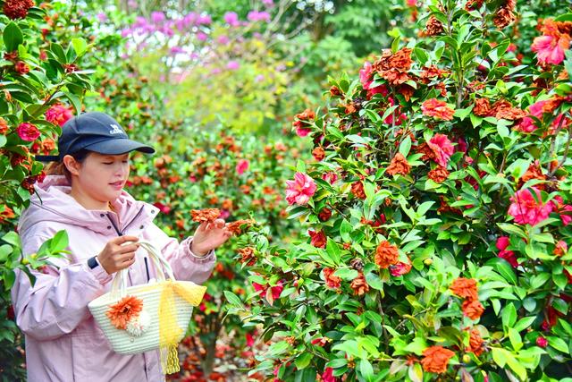 落花成茶韵！佛山卡玛缤纷花世界解锁沉浸式养生体验，干茶花变身冬日新宠