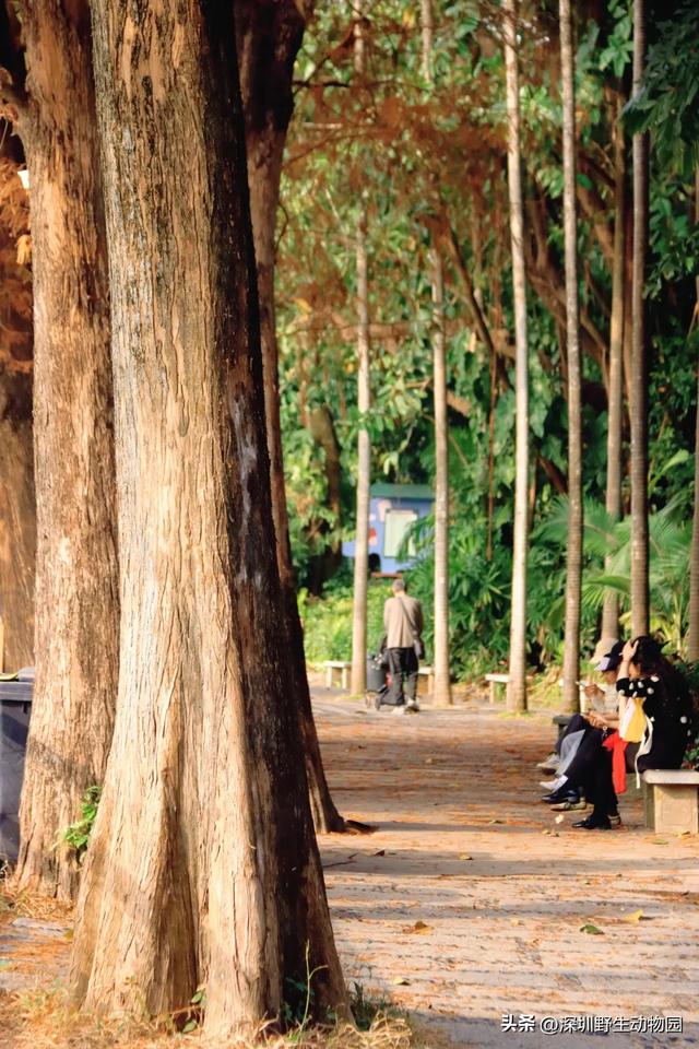 落羽杉红了,天鹅宝宝也出窝啦!