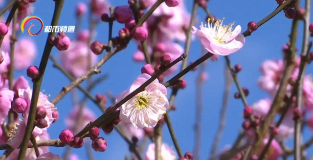 “早梅发高树，迥映楚天碧” 黑龙潭梅花初绽 ，约吗？