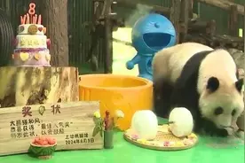 大熊猫“和风”8岁啦，生日会现场图萌萌哒→图片