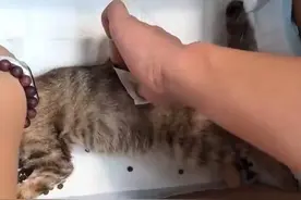 瘫痪小猫经手法复位后恢复行动，“中医正骨”到底有多神奇？图片