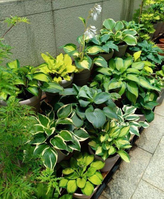 “阴花不能进阳宅”，家里若有这5种花，请赶紧“搬出去”！