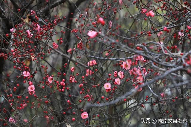 冬日“梅”景，真美！