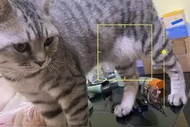 猫咪腹部一坨肉嘟拉着，低情商：赘肉，高情商：原始袋图片